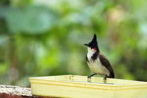 bulbul by water